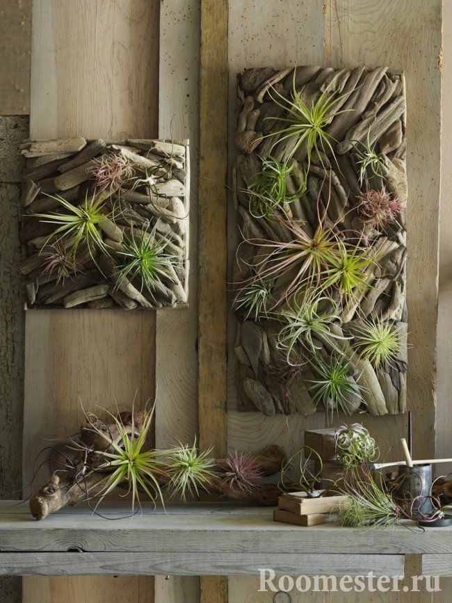 Необычные картины из растений на стене