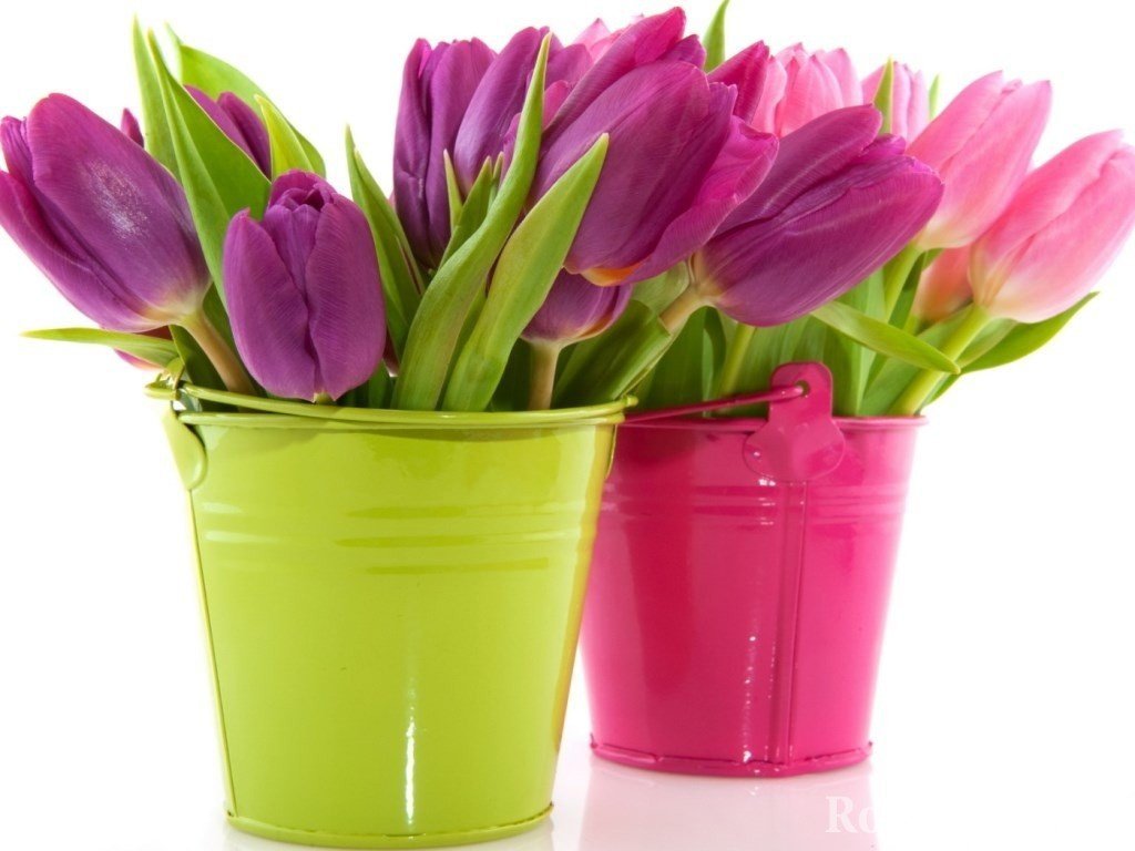 Тюльпаны в цветных ведерках