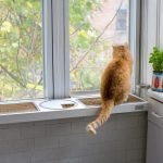 Кот на подоконнике на кухне