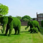 Фигуры слонов из кустарников
