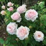 Розовые розы на садовом участке