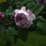 Роза после дождя 