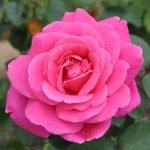Роза малинового цвета