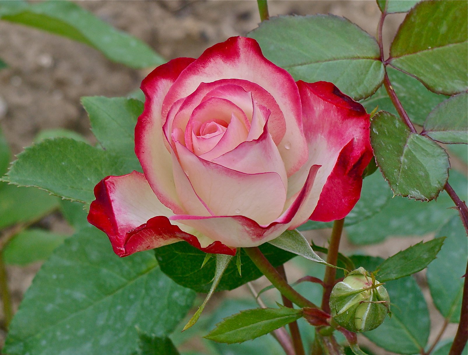 Красно-белая роза