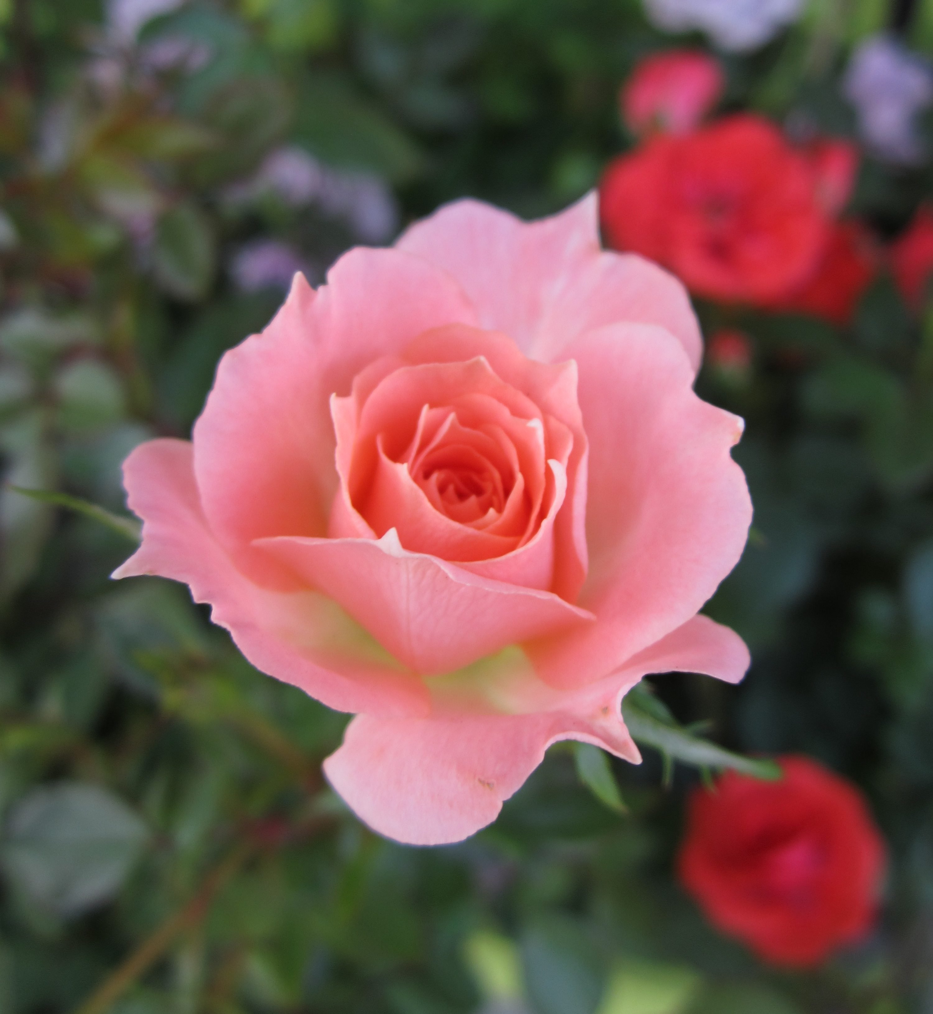 Роза розового оттенка в окружение красных цветов