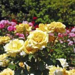 Кусты роз в саду