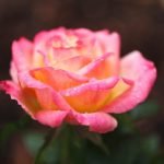 Розово-желтая роза