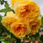 Цветение желтых махровых роз