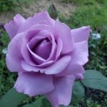 Роза нежно-фиолетового оттенка