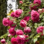 Цветение кустарника плетистого вида роз