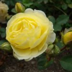 Нежность желтой розы