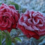 Роза после заморозков
