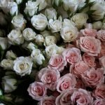 Белые и нежно-розовые розы