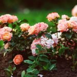 Розы розового оттенка