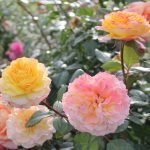 Желто-персиковые розы