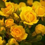 Много желтых роз