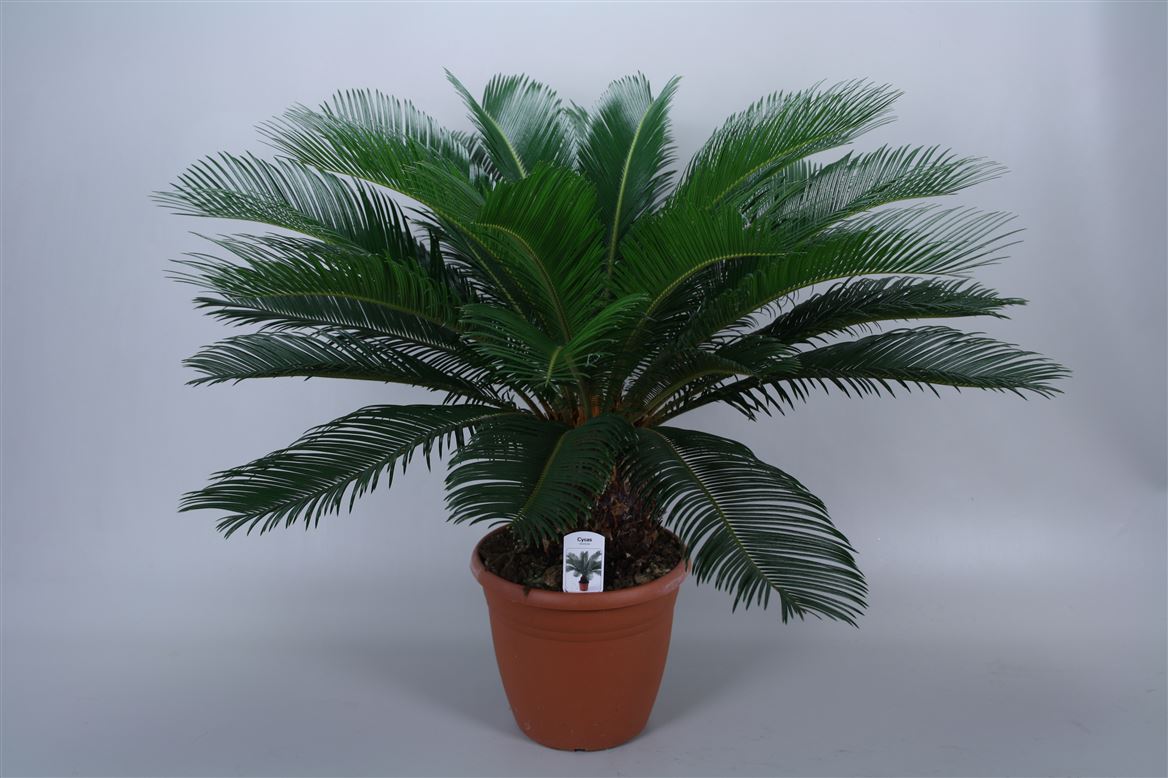 dekorativnaya palma 1