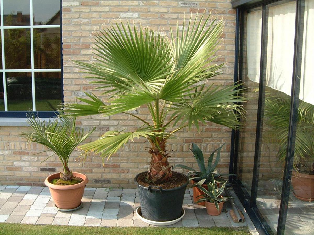 dekorativnaya palma 3