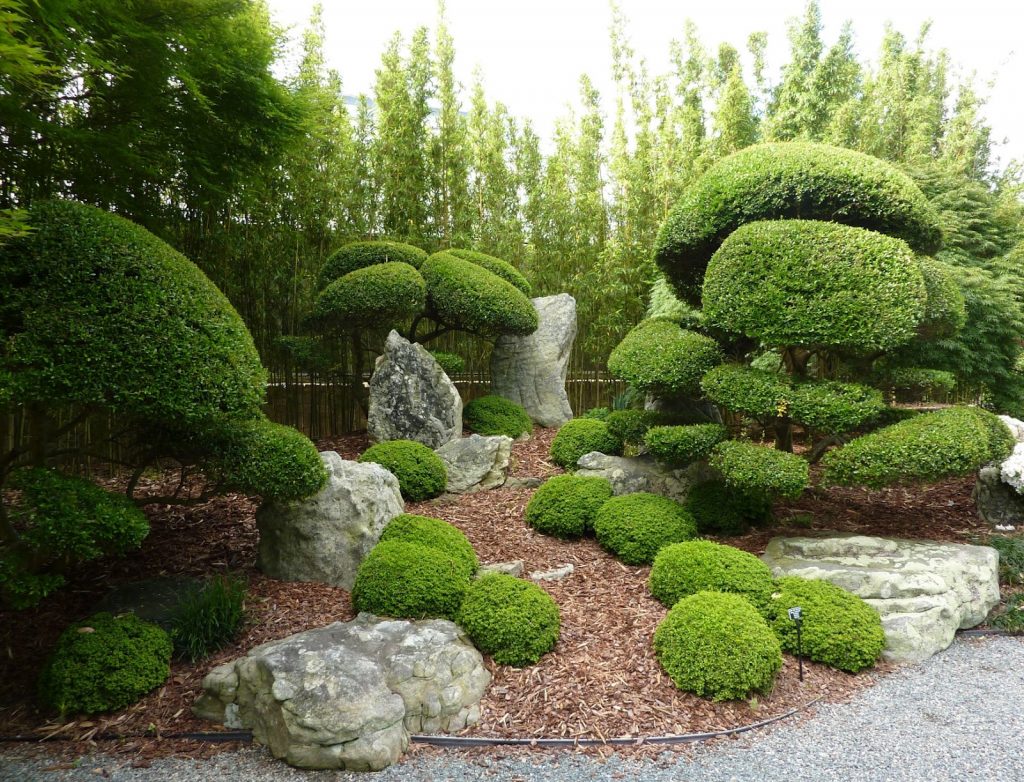 Красивые хвойные. Самшит ниваки. Самшит в японском саду. Ландшафтная архитектура геопластика Япония. Топиарная стрижка хвойников.
