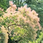 Цветущее дерево