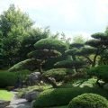 Декоративные деревья для сада: названия и 50 фото