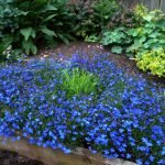 Синие низкорослые цветы