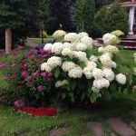 Гортензия садовая: посадка и уход за цветами