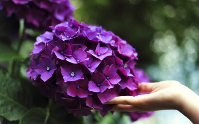 Гортензия садовая: посадка и уход за цветами