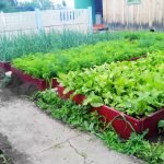 Выращивание листьев салата 