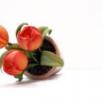 Тюльпаны из холодного фарфора