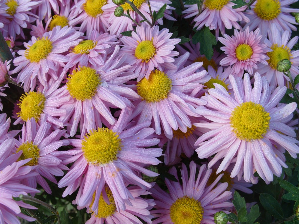 Фиолетовые хризантемы