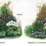 Схемы цветников из многолетников
