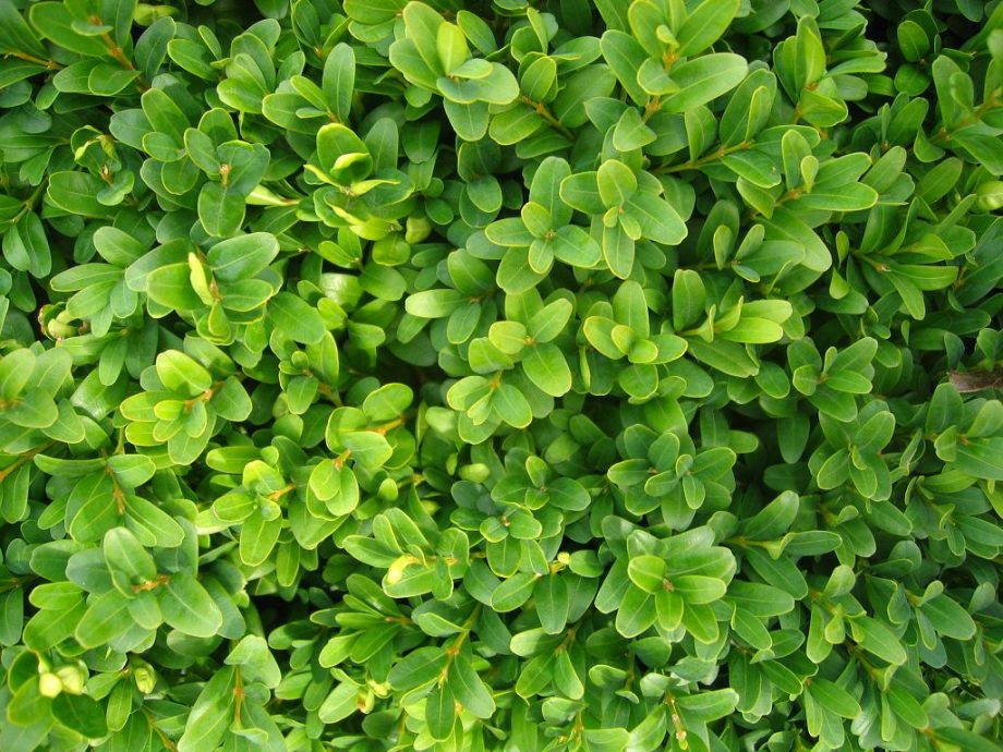 Самшит: посадка и уход в открытом грунте, сорта самшита с названиями