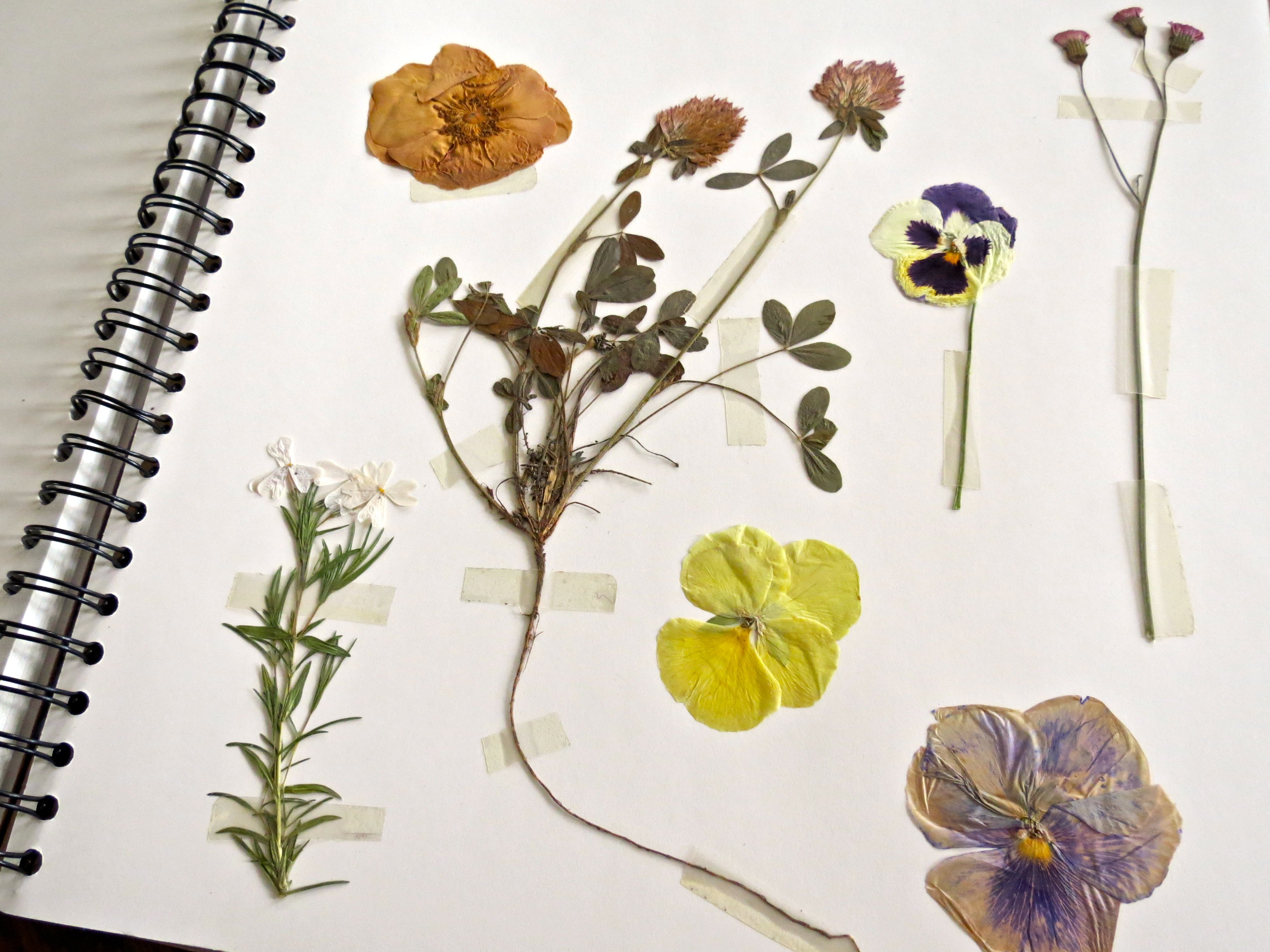 Как сделать гербарий: оформление альбома и засушка растений