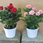 два вазона с розой